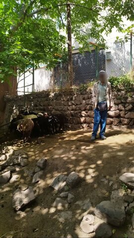 بازدید از اشتغال زایی و دامداری توانخواه بهزیستی در روستای کرکبود شهرستان طالقان