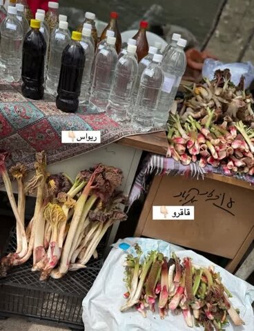 گزارش تصویری