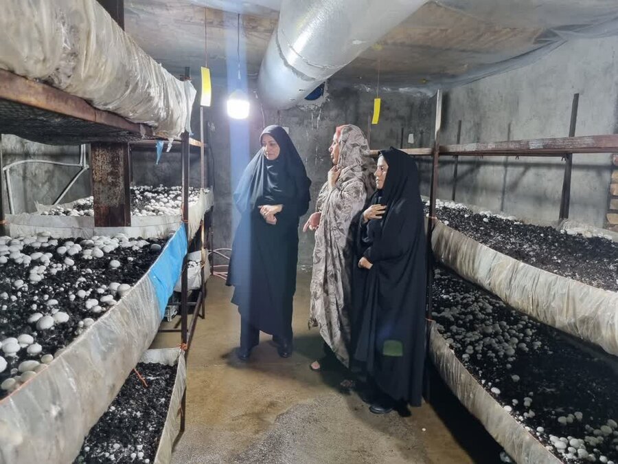مددجوی تایبادی موفق به ایجاد کارگاه  پرورش قارچ شد
