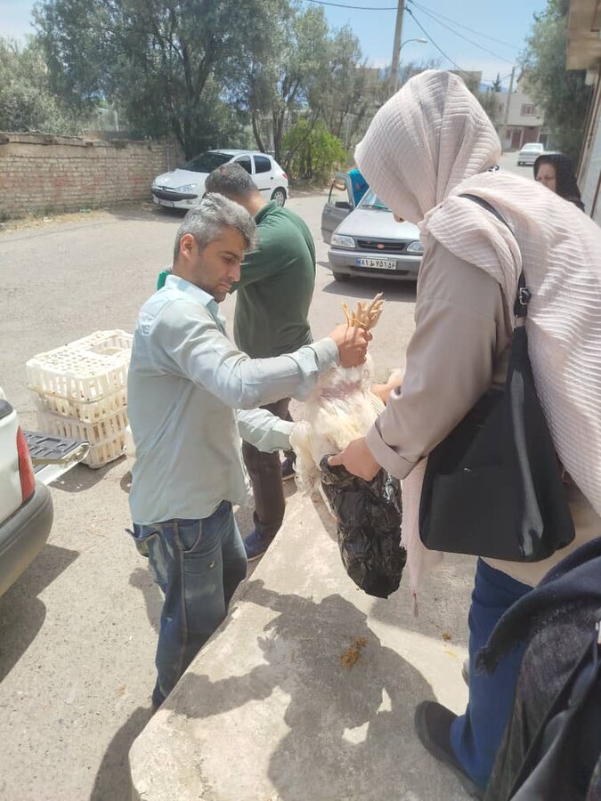 توزیع مرغ بهزیستی رودبار