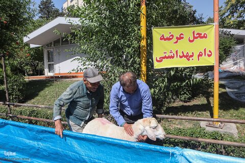 ذبح بهداشتی قربانی در شیرخوارگاه آمنه برای نیازمندان