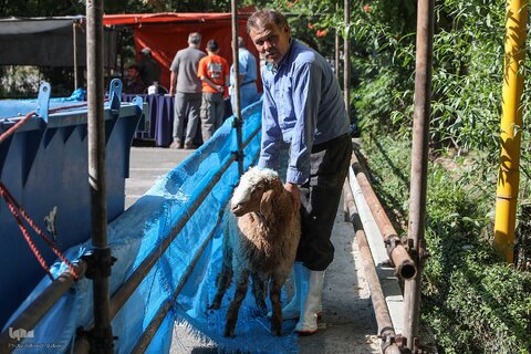 ذبح بهداشتی قربانی در شیرخوارگاه آمنه برای نیازمندان