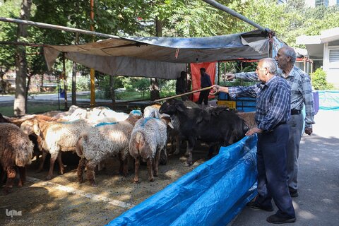 ذبح بهداشتی قربانی در شیرخوارگاه آمنه برای نیازمندان