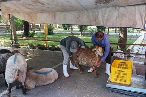ذبح بهداشتی قربانی در شیرخوارگاه آمنه برای نیازمندان