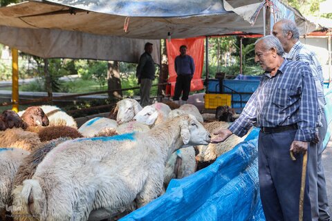 ذبح بهداشتی قربانی در شیرخوارگاه آمنه برای نیازمندان