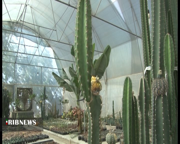 پرورش گل، پرورش آینده؛ توانمندسازی مددجویان با طرحهای گیاهمحور