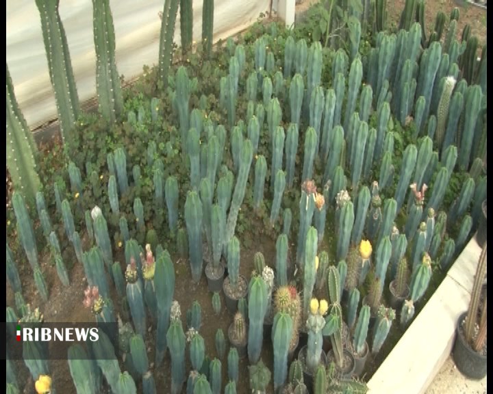 پرورش گل، پرورش آینده؛ توانمندسازی مددجویان با طرحهای گیاهمحور