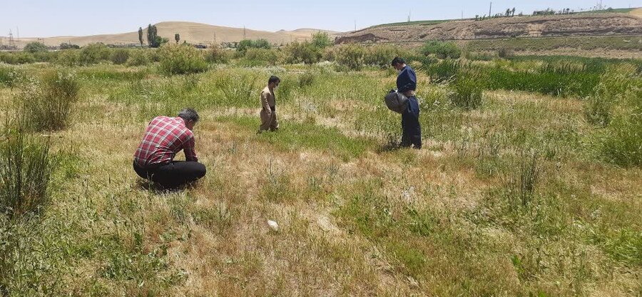 مناطق آلوده به مواد مخدر در دیواندره پاکسازی شد