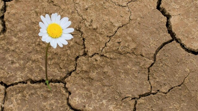 مؤلفه‌های اصلی تاب آوری در بحران