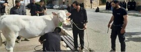گزارش تصویری| خیرین زنجانی یاریگر مددجویان بهزیستی در تاسوعا و عاشورای حسینی شدند