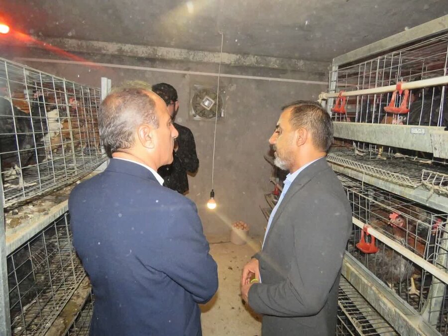 مرغ خانگی