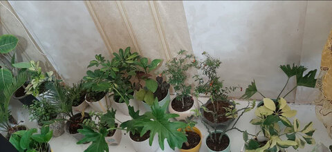 نظرآباد | بازدید از مددجوی کارآفرین موفق در حوزه پرورش گل و گیاه