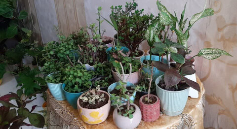 نظرآباد | بازدید از مددجوی کارآفرین موفق در حوزه پرورش گل و گیاه