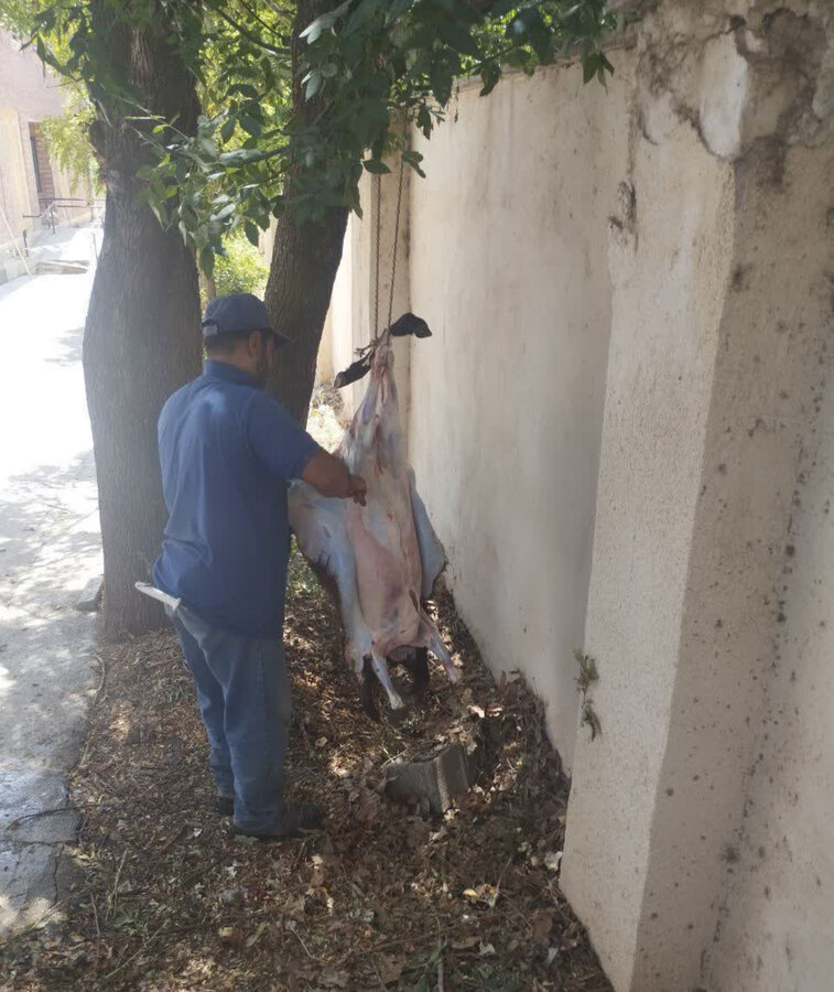 طالقان | به مناسبت فرارسیدن اربعین حسینی / اهداء گوشت قربانی در اداره بهزیستی شهرستان طالقان