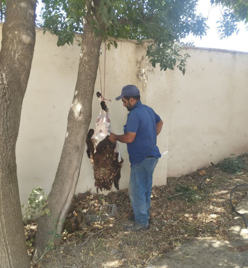 طالقان | به مناسبت فرارسیدن اربعین حسینی / اهداء گوشت قربانی در اداره بهزیستی شهرستان طالقان