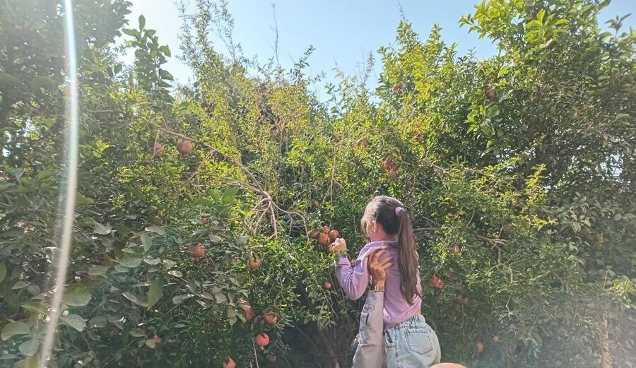شهرتهران | جشن انار در مرکز توانبخشی نابینایان خزانه؛ کودکان با دستان کوچک خود زندگی را لمس کردند