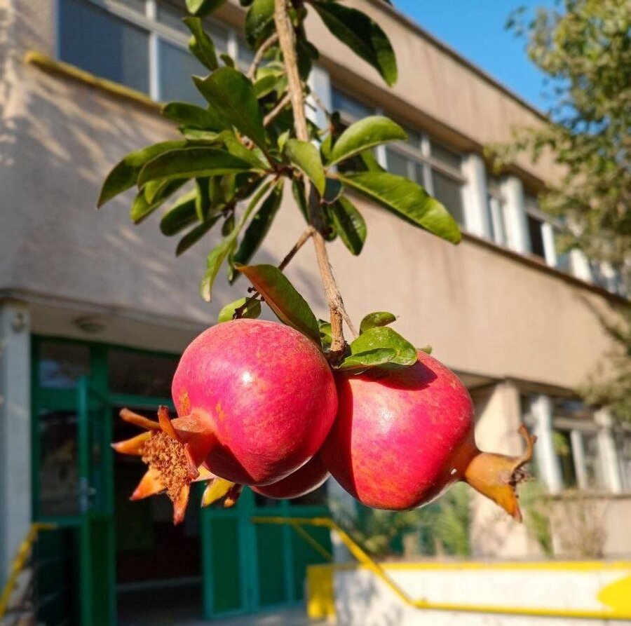 شهرتهران | جشن انار در مرکز توانبخشی نابینایان خزانه؛ کودکان با دستان کوچک خود زندگی را لمس کردند