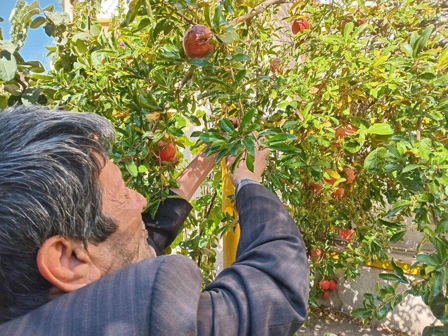 شهرتهران | جشن انار در مرکز توانبخشی نابینایان خزانه؛ کودکان با دستان کوچک خود زندگی را لمس کردند