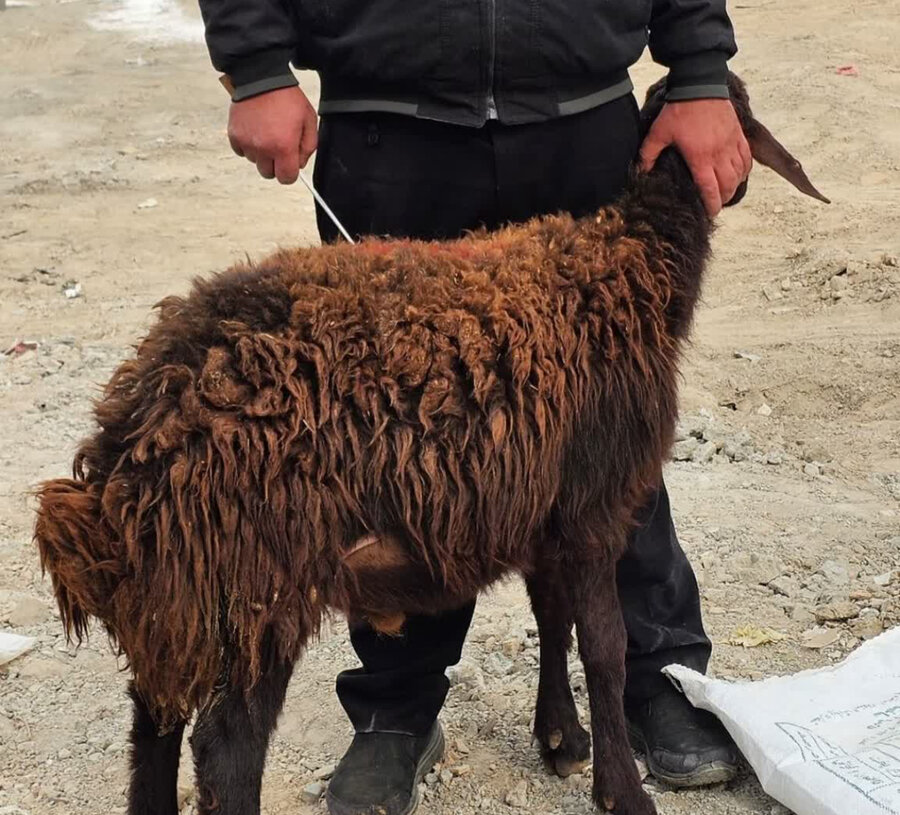 کرج | آغاز ساخت مرکز نگهداری از سالمندان فرزانگان