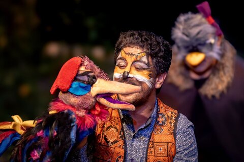 گلستان - خروس زری