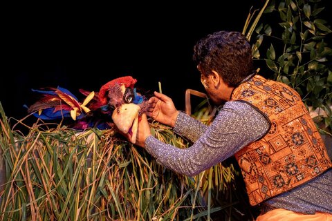 گلستان - خروس زری