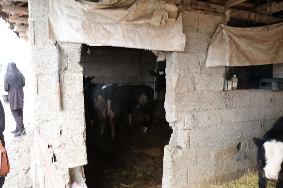 شفت /افتتاح طرح اشتغال‌زایی دامداری مددجو تحت پوشش  