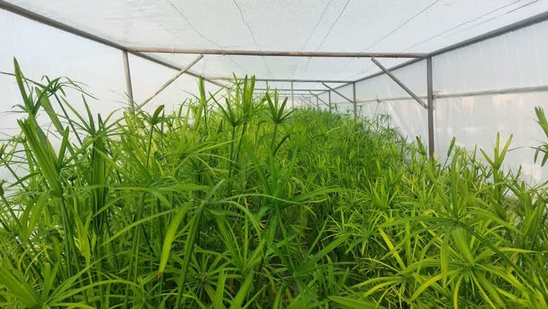 بزرگ‌ترین پروژه پرورش ماهی‌های زینتی خمینی‌شهر به بهره‌برداری رسید